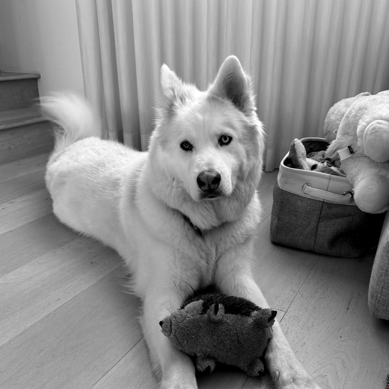 Finn, office dog at The Khurrum Group