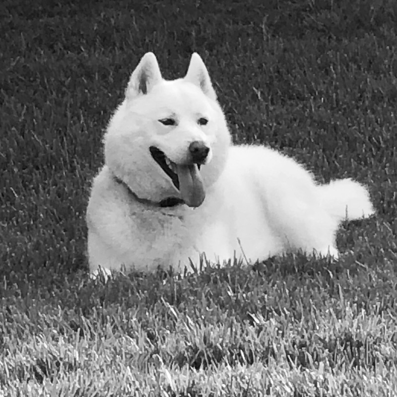 Sultan, office dog at The Khurrum Group